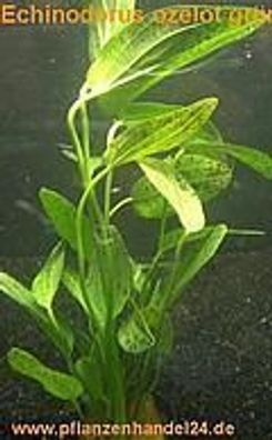 1 lose Pflanze Echinodorus Ozelot, Wasserpflanzen