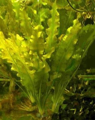 1 Aponogeton Crispus, Krause Wasserähre, Pflanze
