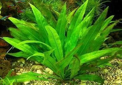 1 lose Pflanze Echinodorus amazonicus, Diskus
