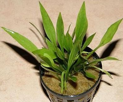 1 Bund Echinodorus latifolius, Zwergschwertpflanze