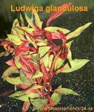 1 Bund Ludwigia Glandulosa, Ludwigie, farbige