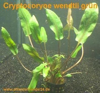 1 Topf Cryptocoryne wendtii grün, Wasserpflanzen