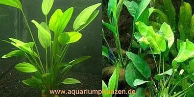 1 Topf Echinodorus + Topf Anubia, Wasserpflanzen