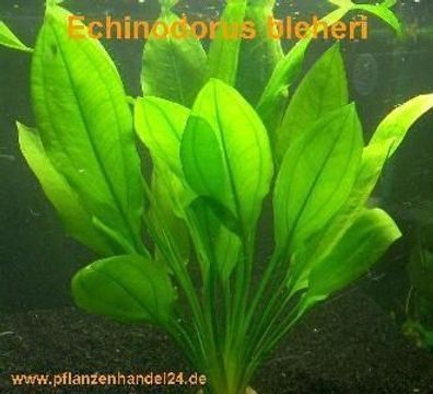 1 Topf Echinodorus Bleheri, Wasserpflanze