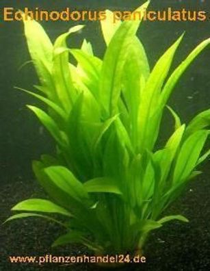 1 Topf Echinodorus Paniculatus, Wasserpflanzen
