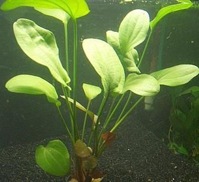 1 Topf Echinodorus rubra, rubin, Aquariumpflanzen