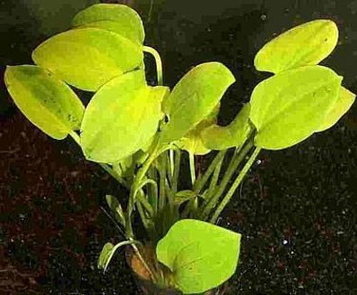 1 Topf Echinodorus schlueteri, kleine Rarität