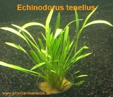1 Topf Echinodorus Tenellus, Wasserpflanze