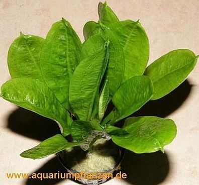 1 Topf Echinodorus Tropica, Schwertpflanze