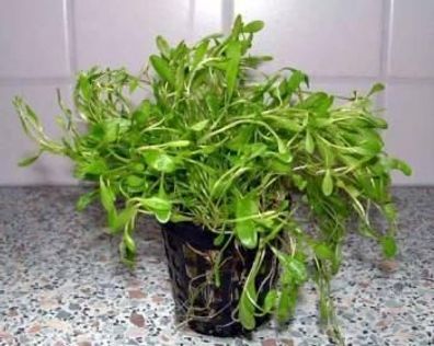 1 Topf Glossotigma, Vordergrundpflanze