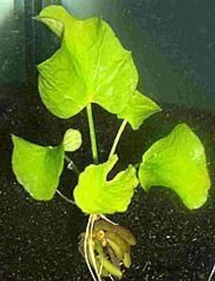 1 Wasserbanane, Nymphoides Aquatica, Banane