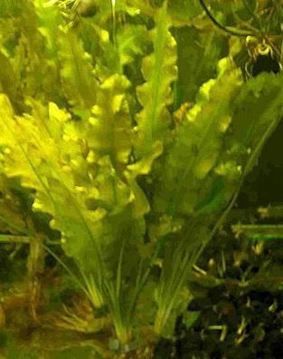 10 Aponogeton Crispus, Krause Wasserähre, Pflanzen