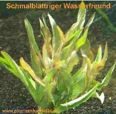 10 Bunde Schmalblättriger Wasserfreund angustifolia