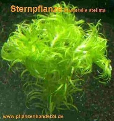 10 Bunde Sternpflanze, Eusteralis stellata Aquarium