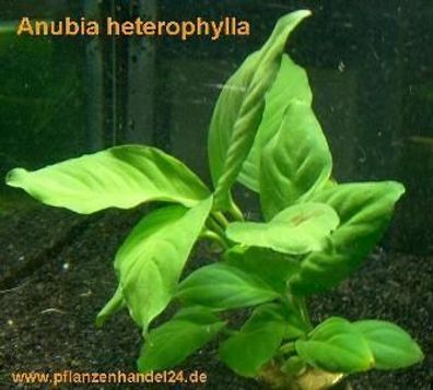 10 Töpfe Anubia Heterophylla, große Anubien