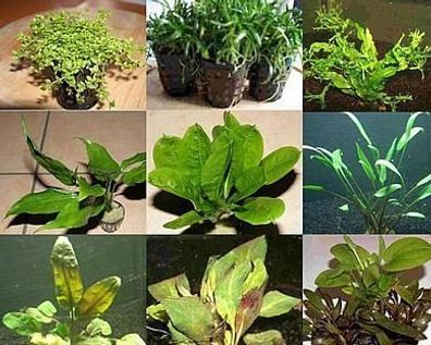 100 Aquariumpflanzen, 15 Bunde und 7 Topfpflanzen