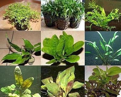 100 Aquariumpflanzen, 15 Bunde und 7 Topfpflanzen