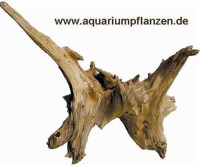 1 Kienwurzel 30-40 cm, Wurzel, Aquarium, Terrarium