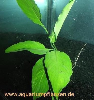 1 Topf Spathiphyllum petite, Speerblatt barschfest