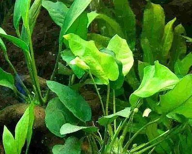 1 Topf Anubia afzelli, Wasserpflanze Aquarium