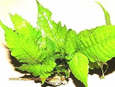 1 Topf Bolbtis heteroclita, asiatischer Wasserfarn