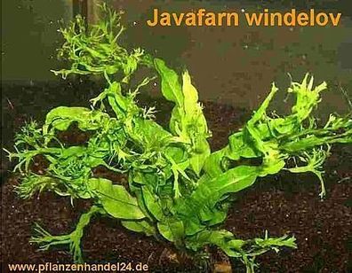 1 Topf Microsorum pteropus Windelov, Javafarn