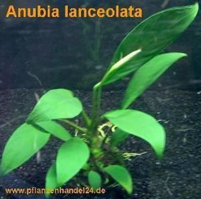1 Topf Anubia Lanceolata, schwertförmige Blätter