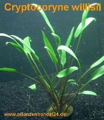 1 Topf Cryptocoryne willisii, Wasserpflanzen