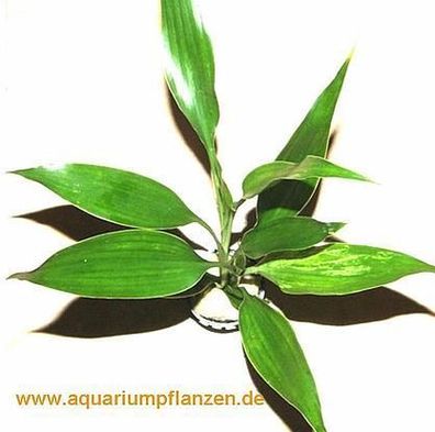 1 Topf Dracenae grüner Drachenbaum, Sumpfpflanzen