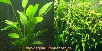 1 Topf Echinodorus + Topf Javafarn, Wasserpflanzen