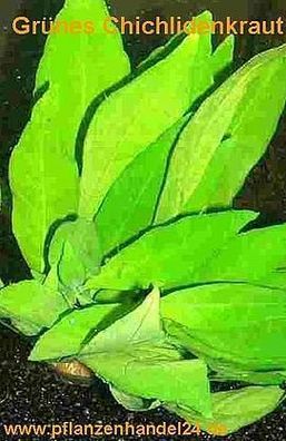 1 Topf Justicia gendarossa, Chichlidenkraut