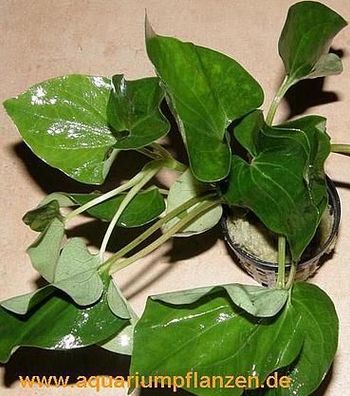 1 Topf Saururus cernuus, Eidechsenschwanz