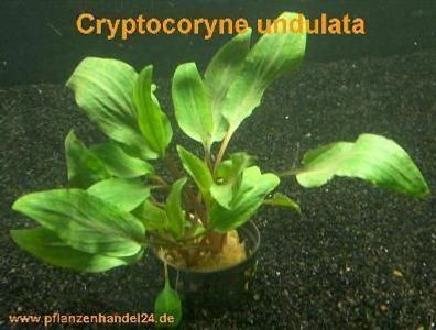 10 Töpfe Cryptocoryne undulata, Wasserpflanze