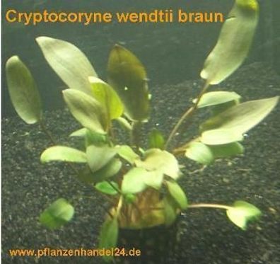 10 Töpfe Cryptocoryne wendtii braun, Wasserpflanzen