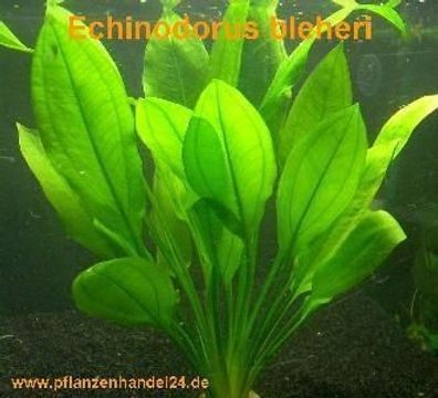 10 Töpfe Echinodorus Bleheri, Wasserpflanzen