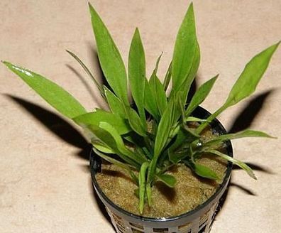 10 Töpfe Echinodorus latifolius, Zwergschwertpflanze