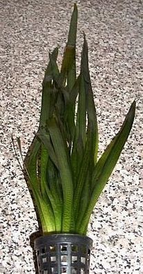 10 Töpfe Vallisneria gigantea, Riesenvallisnerie