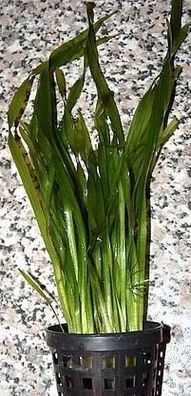 10 Töpfe Vallisneria spiralis, Schraubenvallisnerien