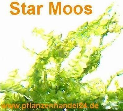 1 Portion Star Moos, 5x7 cm, Garnelen Moose