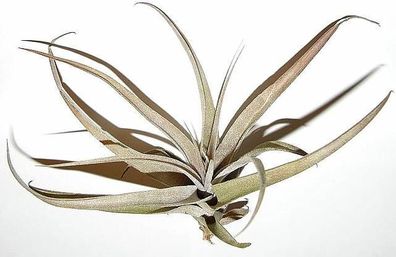 1 Tillandsia cacticola, Tillandsien für Terrarien, Aufsitzerpflanzen