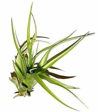 1 Tillandsia hondurensis, Tillandsien für Terrarien, Aufsitzerpflanzen