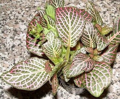 1 Topf Fittonia argyronauta, rot, Sumpfpflanze