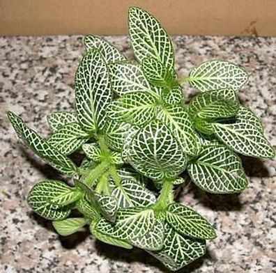 1 Topf Fittonia argyronauta, weiß Sumpfpflanzen