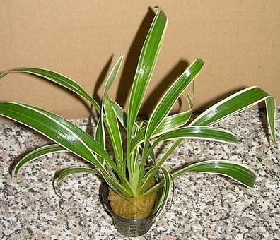 1 Topf ophiopogon jap. variegatum, Schlangenbart