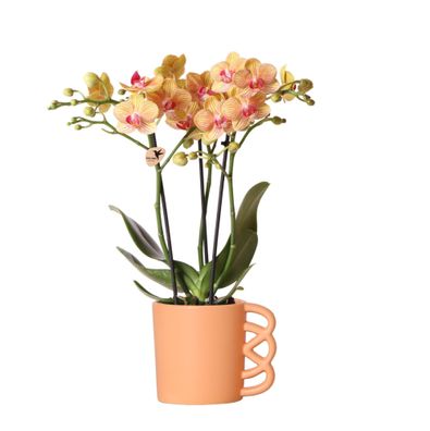 Kolibri Orchids | Orange Phalaenopsis Orchidee - Jamaica + Happy Mug Ziertopf ...