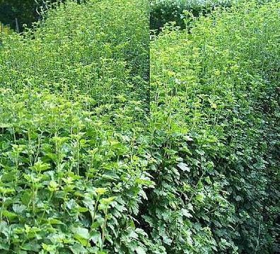 150 Stecklinge Zierjohannisbeere für 30 Meter Hecke