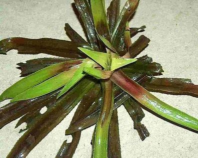 15 Krebsscheren für den Gartenteich, frosthart, Teich