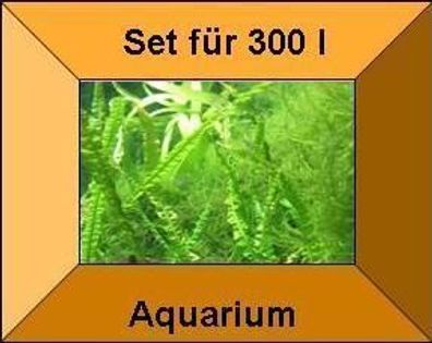 15 Töpfe + 15 Bund Wasserpflanzen, Aquarienpflanze