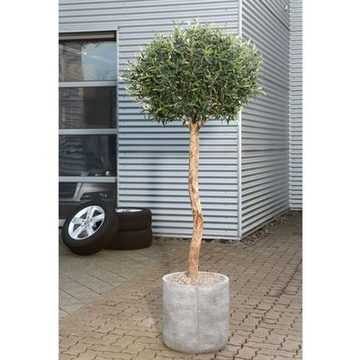 1x Kunstpflanze Olivenkugelbaum, 150cm Deko, Blume