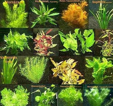 140 Aquarienpflanzen in rot und grün, 20 Bund